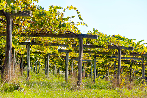 Vineyard, rows of vines in summer. Albariño area, Vilagarcía de Arousa, O Salnés,  Pontevedra province, Galicia, Spain.