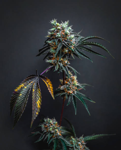 istock Beautiful cannabis big bud on the dark grey background 2002165676