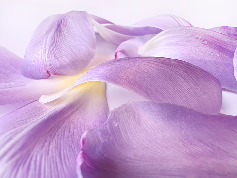 Daytime side view close-up of purple crocuses growing in a meadow -  shallow DOF, only the flower in the middle is in focus