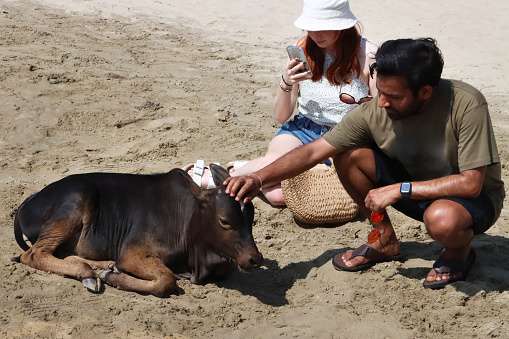 Stock photo showing close-up view of tourists on holiday vacation sitting on sandy beach by Indian sacred cow, Palolem Beach, Goa, India. Cows in India are considered to be sacred.