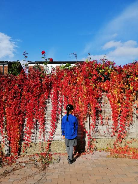 istock A girl standing up toward the red leaves 2002181055