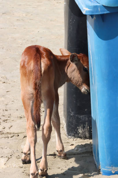 zbliżenie młodej, brązowej świętej indyjskiej krowy, cielę spacerujące po piasku na plaży w poszukiwaniu pożywienia wokół plastikowych niebieskich i czarnych koszy na śmieci, dzikie bydło na plaży palolem, goa, indie, widok z tyłu, ostrość - herbivorous close up rear end animal head zdjęcia i obrazy z banku zdjęć