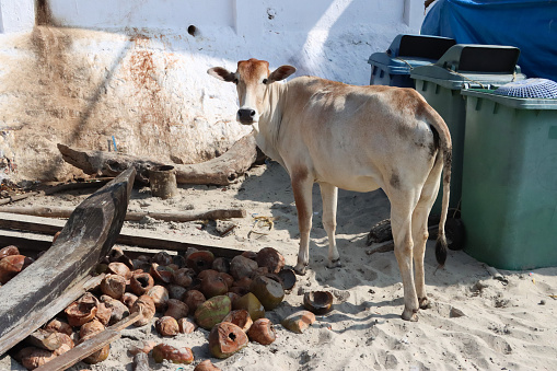 Stock photo showing close-up view of scavenging Indian cow, roaming free on beach sand to find food, Palolem Beach, Goa, India. The cow is seen standing around plastic, green garbage bins left on the beach sand. The cow is considered an animal of worship in India.
