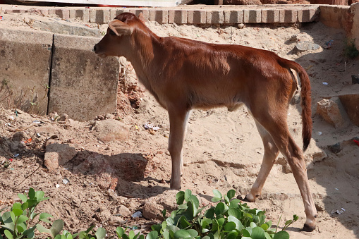 Stock photo showing profile view of young, sacred, Indian cow, roaming free on beach sand to find food, Palolem Beach, Goa, India. The cow is considered an animal of worship in India.