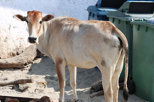Stock photo showing close-up view of scavenging Indian cow, roaming free on beach sand to find food, Palolem Beach, Goa, India. The cow is seen standing around plastic, green garbage bins left on the beach sand. The cow is considered an animal of worship in India.