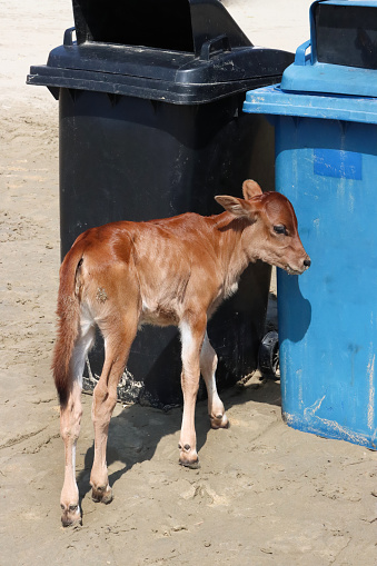 Stock photo showing close-up, profile view of a scavenging calf roaming free on beach. The calf is seen searching for food by nuzzling around plastic, black and blue garbage bins left on the beach sand. The cow is considered an animal of worship in India.