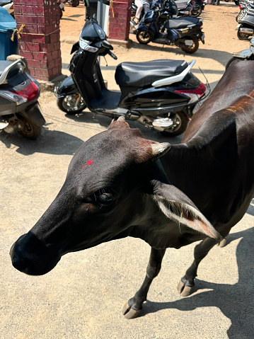 Stock photo showing close-up view of horned, sacred, Indian cow, roaming free around Indian urban area to find food. The cow, considered an animal of worship, has been decorated with a red spot of vermillion in the centre of its forehead.