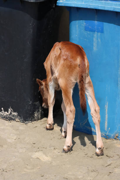 close-up image of young, brown indian sacred cow, calf walking on beach sand scavenging for food around plastic blue and black garbage bins, wild cattle on palolem beach, goa, india, rear view, focus on foreground - herbivorous close up rear end animal head - fotografias e filmes do acervo