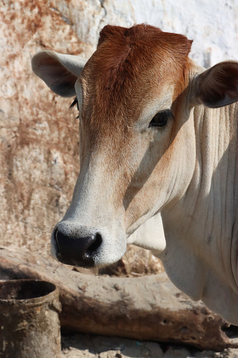 Stock photo showing close-up view of Indian cow, roaming free on beach sand to find food, Palolem Beach, Goa, India. The cow is considered an animal of worship in India.