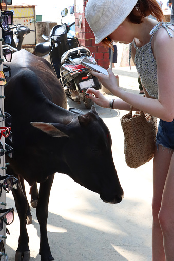 Stock photo showing close-up view of redheaded, female tourist on holiday vacation photographing a cow, Palolem Beach, Goa, India. Cows in India are considered to be sacred.