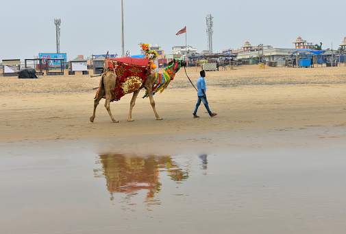 The camel and the drover go along the sea on Puri beach, Odisha India.