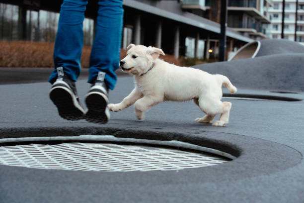 Cão Golden retriever brincando com o dono junto ao ar livre na cidade. - foto de acervo