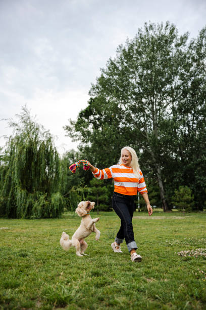 pet sitter caring about dogs. she is playing with dog outdoors - puppy dog toy outdoors - fotografias e filmes do acervo