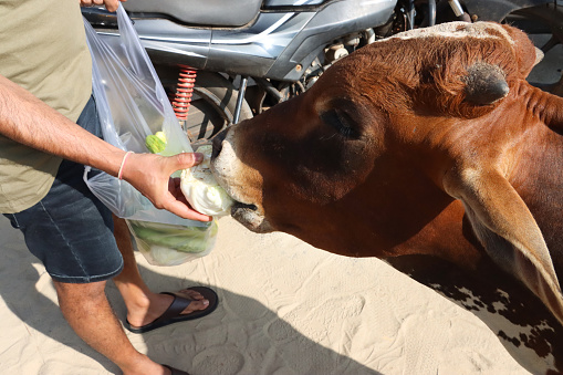 Stock photo showing close-up view of Indian sacred cow standing on sandy beach, being hand fed cucumber by an unrecognisable tourist on holiday vacation, Palolem Beach, Goa, India. Feeding a cow in India is considered an act of holiness towards this animal of worship.