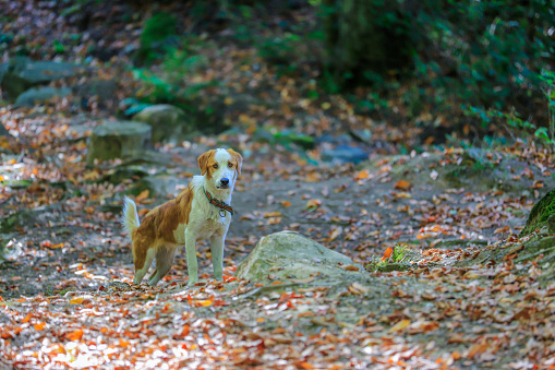 A pet dog in the forest