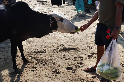 Stock photo showing close-up view of Indian sacred cow standing on sandy beach, being hand fed cucumber by an unrecognisable tourist on holiday vacation, Palolem Beach, Goa, India. Feeding a cow in India is considered an act of holiness towards this animal of worship.