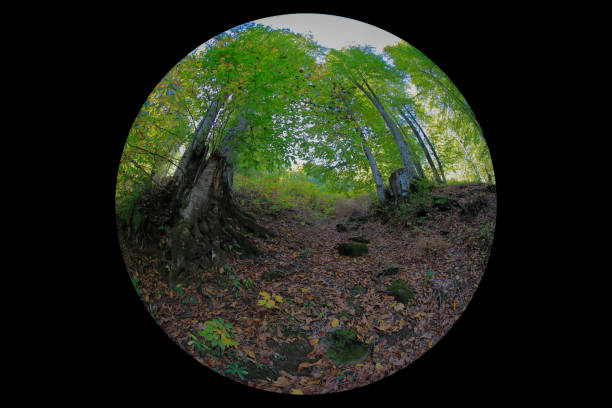 istock Forest view through fisheye lens 2002224288