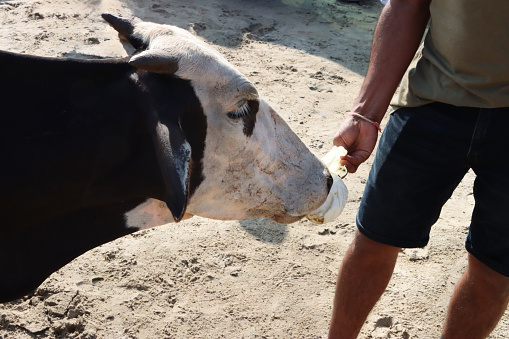 Stock photo showing close-up, headshot of black and white, horned, Indian sacred cow roaming free on sandy beach being hand fed cabbage by an unrecognisable tourist on holiday vacation, Palolem Beach, Goa, India. Feeding a cow in India is considered an act of holiness towards this animal of worship.