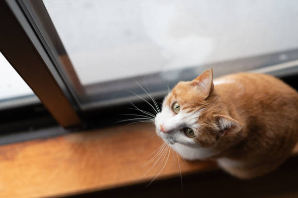 istock Cute cat looking up at the window 2002225368