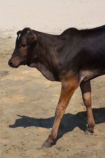 Stock photo showing close-up view of young, sacred, Indian cow, roaming free on beach sand to find food, Palolem Beach, Goa, India. The cow is considered an animal of worship in India.