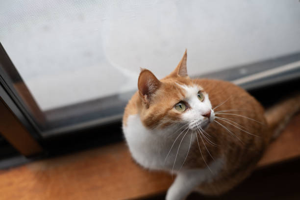 istock Cute cat looking up at the window 2002225386