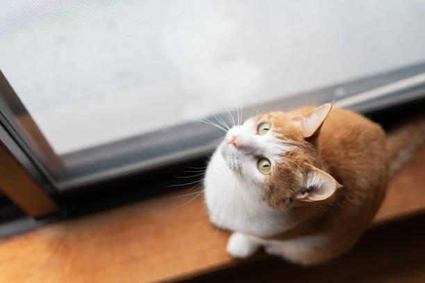 istock Cute cat looking up at the window 2002225404