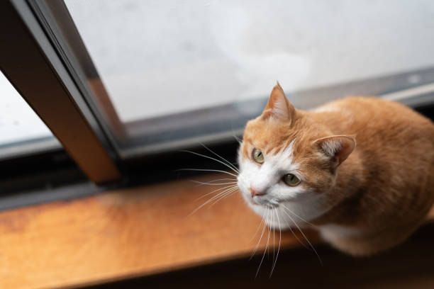 istock Cute cat looking up at the window 2002225925