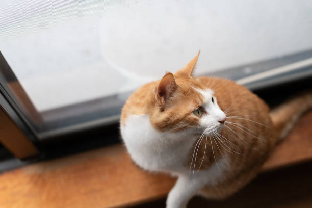 istock Cute cat looking up at the window 2002225935