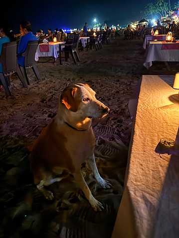 Palolem Beach, Goa, India - January, 11 2024: Stock photo showing close-up, night-time view of Indian, wild stray dog sat on beach begging for food at tables and chairs, illuminated by candles, in an alfresco dining area of a beach restaurant.