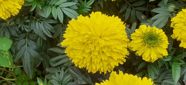 Marigold in the garden.