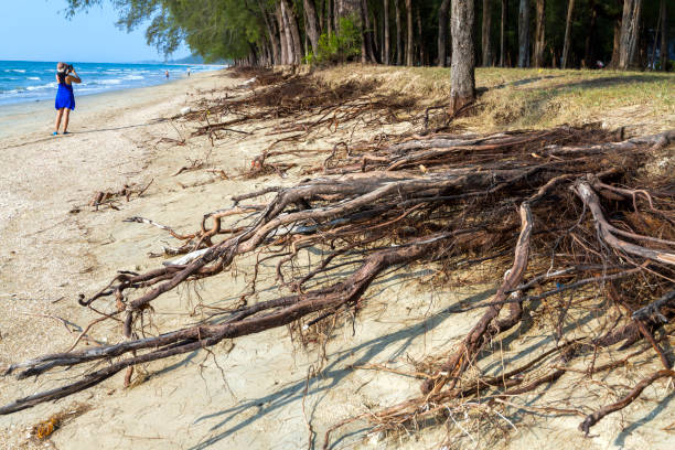 Free picture: coast, erosion, roots, landscape, forest, tree, nature ...