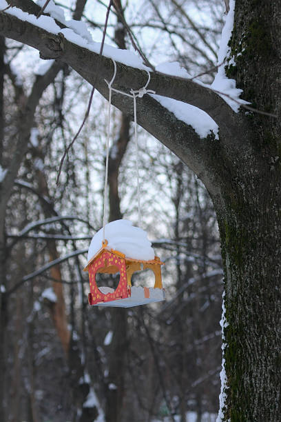 istock colorful bird feeder on a branch in a winter park 2002263793