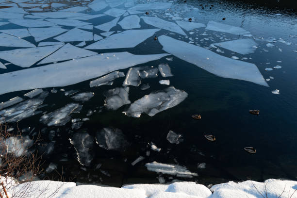 Ducks swimming in ice frozen waters