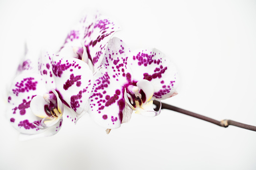 There is a very beautiful blooming pink orchid in the photo, on a single branch and on a white background