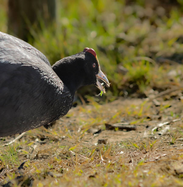 istock African Bird Fulica cristata 2002276740