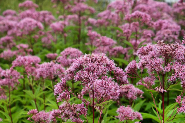 istock Pink Eupatorium cannabinum, commonly known as hemp-agrimony in flower 2002281957
