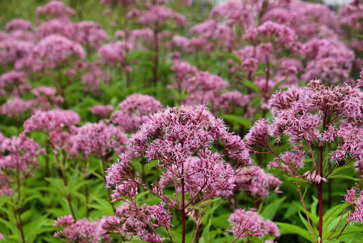 Pink Eupatorium cannabinum, commonly known as hemp-agrimony in flower