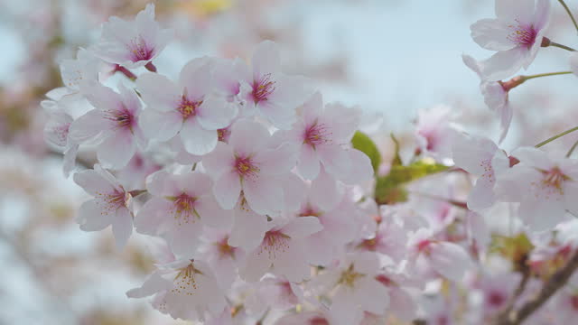 Sakura flowers of pink color on sunny. Beautiful nature spring background with a branch of blooming sakura. In spring. Cherry blossoms are in full bloom