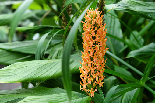 Hedychium densiflorum 'Assam Orange' ginger lily 'Assam Orange' in flower