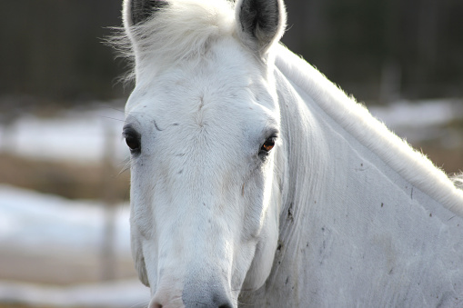 Sorrell horse head shot with cold and snowing on  Montana prairie in northwest United States of America (USA).