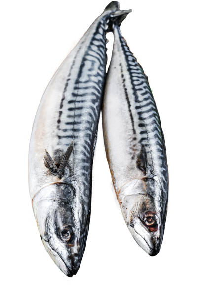 Mackerel fish with parsley and pepper. Fresh seafood Isolated on white background. Top view