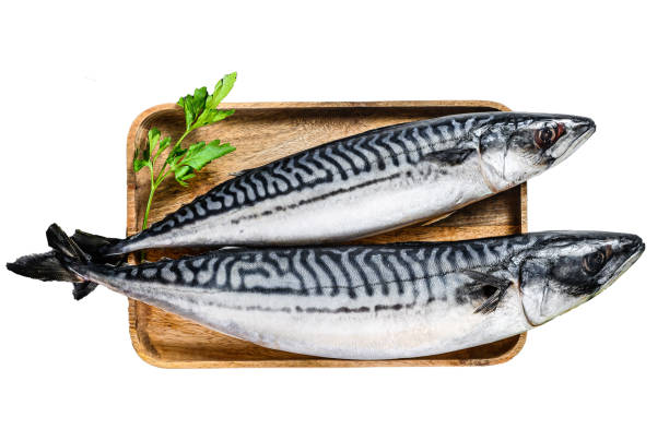 Bonito fish fresh from the sea and bonito season begins, Kastamonu, Turkey
