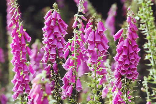 Purple pink Digitalis purpurea, wild foxglove, in flower.