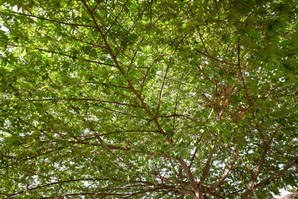istock The tree branches and twigs with green leaves. 2002298798