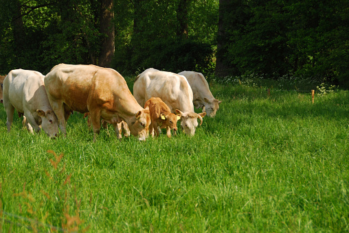 Herd of Charolais beef cattle in pasture: Cow and calf.