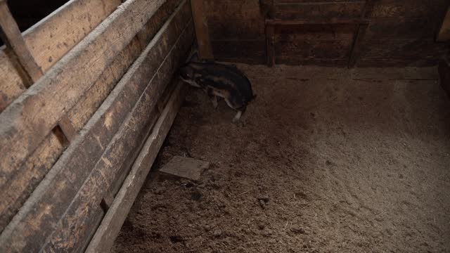 a little piglet pisses in the corner of his pen on the farm. Animal therapy.