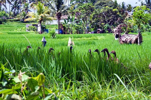 Group of goose walking in the growing crops of Bali rice fields