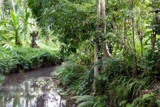 istock Balinese tropical nature from Ubud 2002323672
