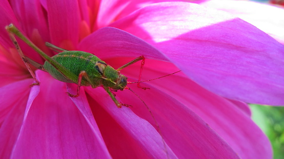 The Grasshopper ( Gomphocerinae ) is relaxing on the Dahlia