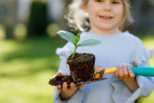 Close-up of little toddler girl holding garden shovel with green plants seedling in hands. Cute child learn gardening, planting and cultivating vegetables herbs in home garden. Ecology, organic food